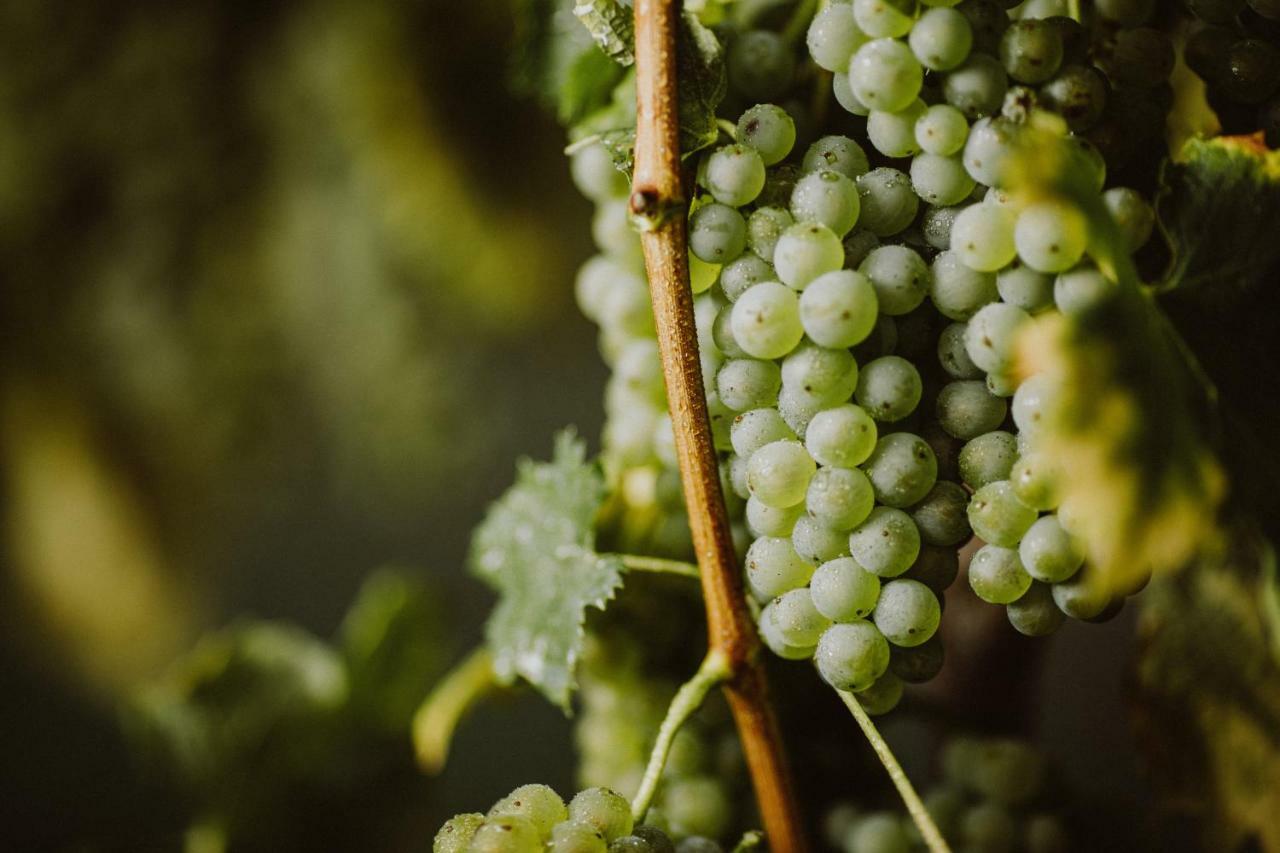 Apartmán Tomažič Family Farm Winery Vipava Exteriér fotografie