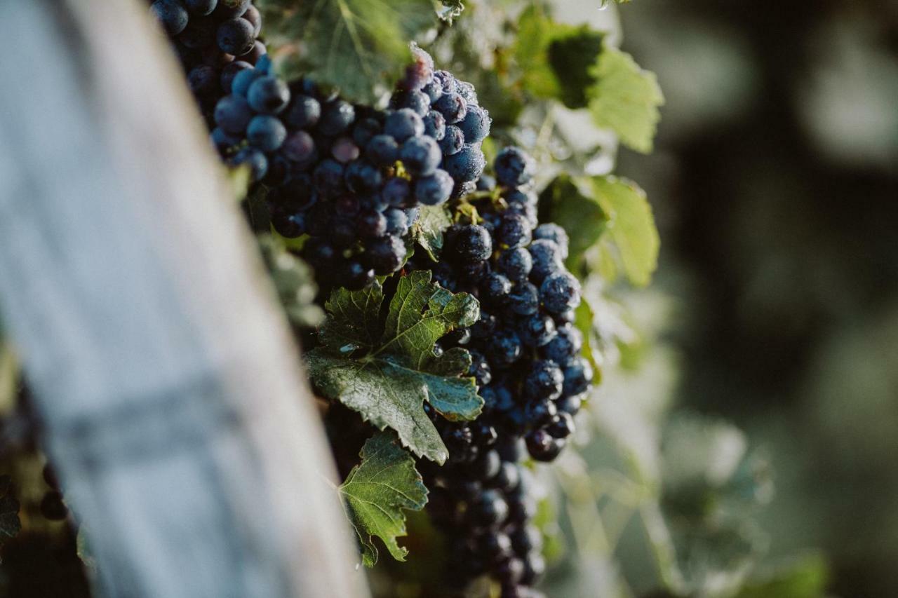 Apartmán Tomažič Family Farm Winery Vipava Exteriér fotografie